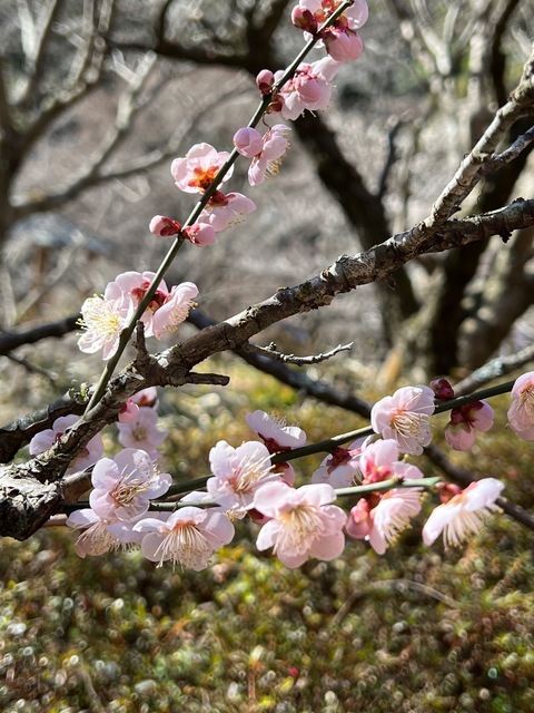 IMG_1905.jpeg