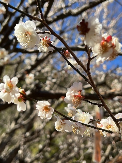 IMG_1906.jpeg